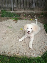 KAYA, Hund, Mischlingshund in Rumänien - Bild 2