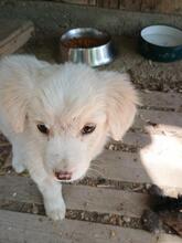 KAYA, Hund, Mischlingshund in Rumänien - Bild 3