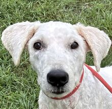 GULLIVER, Hund, Komondor in Ungarn - Bild 1