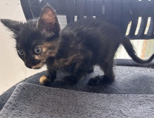 FUJI, Katze, Europäisch Kurzhaar in Zypern - Bild 1