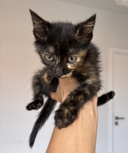 FUJI, Katze, Europäisch Kurzhaar in Zypern - Bild 2