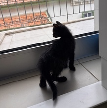 FUJI, Katze, Europäisch Kurzhaar in Zypern - Bild 3