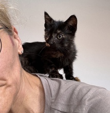 FUJI, Katze, Europäisch Kurzhaar in Zypern - Bild 5
