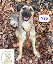NEO, Hund, Mischlingshund in Herrsching - Bild 1