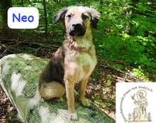 NEO, Hund, Mischlingshund in Herrsching - Bild 10