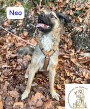 NEO, Hund, Mischlingshund in Herrsching - Bild 11