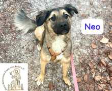 NEO, Hund, Mischlingshund in Herrsching - Bild 12