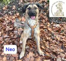 NEO, Hund, Mischlingshund in Herrsching - Bild 13