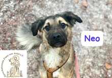 NEO, Hund, Mischlingshund in Herrsching - Bild 2