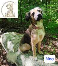 NEO, Hund, Mischlingshund in Herrsching - Bild 3