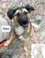 NEO, Hund, Mischlingshund in Herrsching - Bild 5