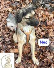 NEO, Hund, Mischlingshund in Herrsching - Bild 8