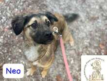 NEO, Hund, Mischlingshund in Herrsching - Bild 9