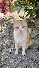 CHANEL, Katze, Europäisch Kurzhaar in Zypern - Bild 1