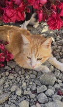 CHANEL, Katze, Europäisch Kurzhaar in Zypern - Bild 2