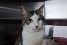 VALENTINOGINO, Katze, Europäisch Kurzhaar in Italien - Bild 1