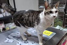 VALENTINOGINO, Katze, Europäisch Kurzhaar in Italien - Bild 2