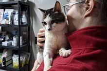 VALENTINOGINO, Katze, Europäisch Kurzhaar in Italien - Bild 3