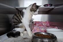 VALENTINOGINO, Katze, Europäisch Kurzhaar in Italien - Bild 4