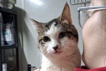 VALENTINOGINO, Katze, Europäisch Kurzhaar in Italien - Bild 5