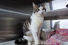 VALENTINOGINO, Katze, Europäisch Kurzhaar in Italien - Bild 6