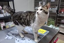 VALENTINOGINO, Katze, Europäisch Kurzhaar in Italien - Bild 7