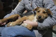 IRMA, Hund, Mischlingshund in Vielank - Bild 1
