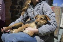 IRMA, Hund, Mischlingshund in Vielank - Bild 2