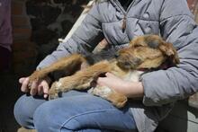IRMA, Hund, Mischlingshund in Vielank - Bild 3