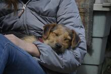 IRMA, Hund, Mischlingshund in Vielank - Bild 4