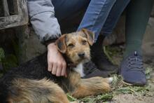 IRMA, Hund, Mischlingshund in Vielank - Bild 5