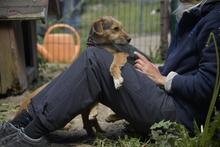 IRMA, Hund, Mischlingshund in Vielank - Bild 6