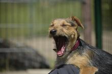 IRMA, Hund, Mischlingshund in Vielank - Bild 7