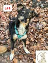 LEA, Hund, Mischlingshund in Herrsching - Bild 1