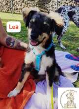 LEA, Hund, Mischlingshund in Herrsching - Bild 10