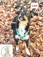 LEA, Hund, Mischlingshund in Herrsching - Bild 11