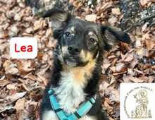 LEA, Hund, Mischlingshund in Herrsching - Bild 12