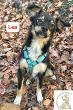 LEA, Hund, Mischlingshund in Herrsching - Bild 13