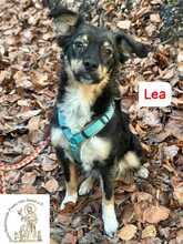 LEA, Hund, Mischlingshund in Herrsching - Bild 14