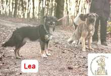 LEA, Hund, Mischlingshund in Herrsching - Bild 3