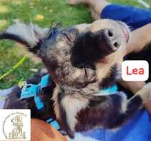 LEA, Hund, Mischlingshund in Herrsching - Bild 4