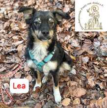 LEA, Hund, Mischlingshund in Herrsching - Bild 5