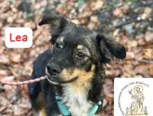 LEA, Hund, Mischlingshund in Herrsching - Bild 6