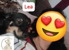 LEA, Hund, Mischlingshund in Herrsching - Bild 7