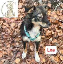 LEA, Hund, Mischlingshund in Herrsching - Bild 8