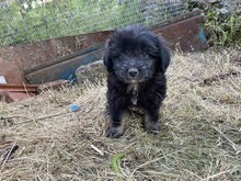 LOLA, Hund, Malteser-Mix in Griechenland - Bild 1