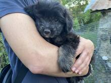 LOLA, Hund, Malteser-Mix in Griechenland - Bild 2