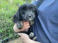 LOLA, Hund, Malteser-Mix in Griechenland - Bild 3