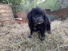 LOLA, Hund, Malteser-Mix in Griechenland - Bild 4