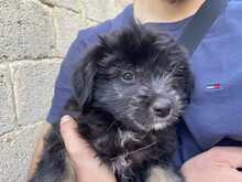 LOLA, Hund, Malteser-Mix in Griechenland - Bild 5